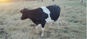 Livestock insurance